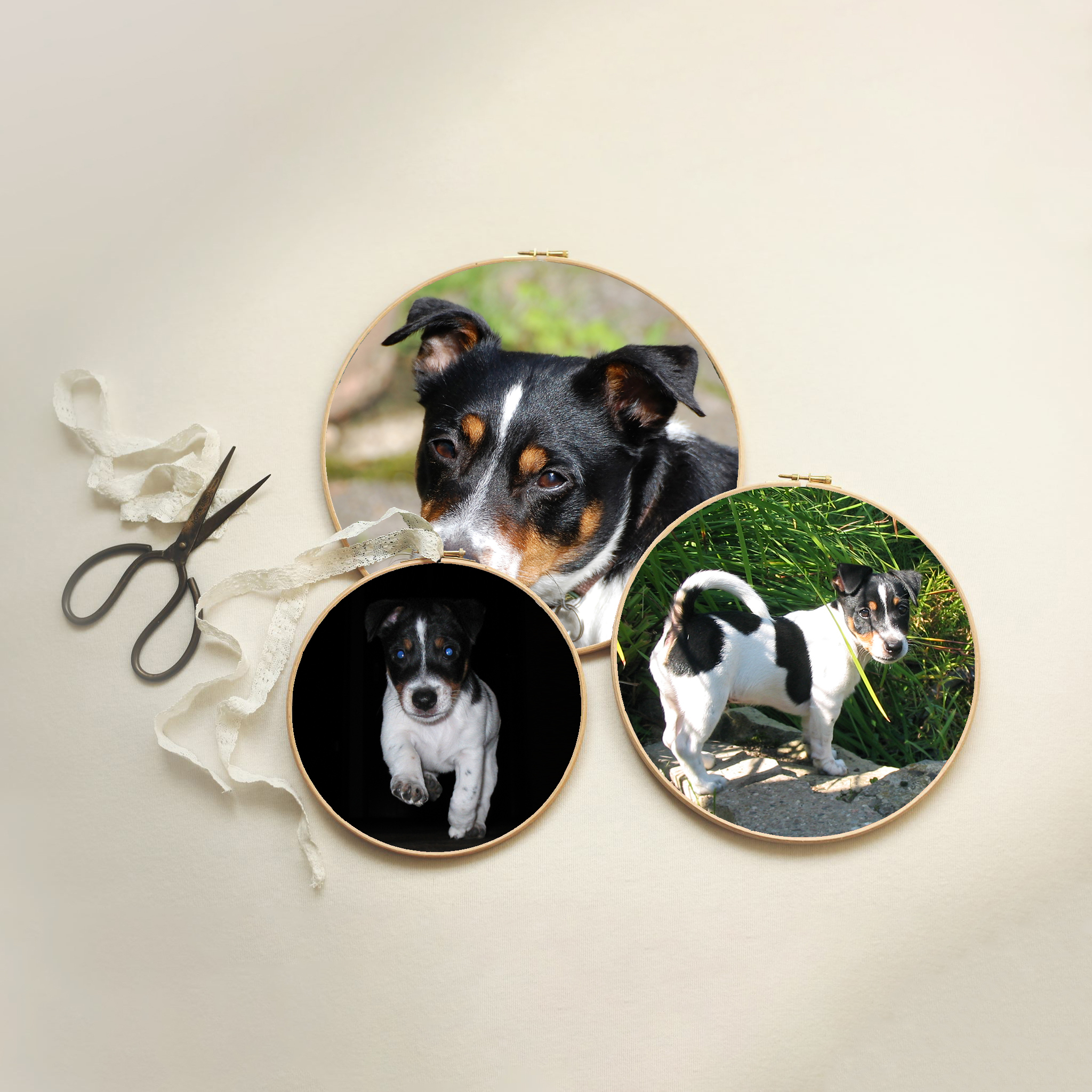 Foto von drei Stickrahmen, die auf einem weißen Hintergrund liegen. In jedem der Rahmen ist ein auf Leinwand gezogenes Foto von einem schwarz-weißen Jack Russell Terrier.