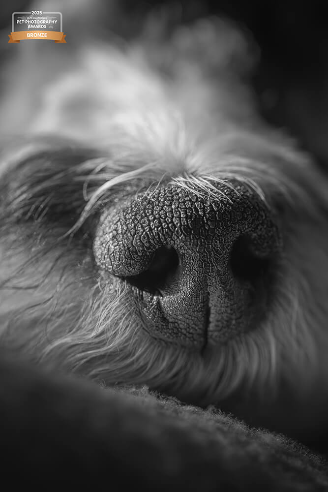 Eine schwarz-weiße Nahaufnahme einer Hundenase. Oben links ein Logo, das zeigt, dass das Foto bei den International Pet Photography Awards 2025 einen Bronze-Award gewonnen hat.
